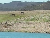 Wild_burros_at_Lake_Pleasant,_AZ_resized
